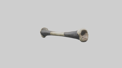 Gorilla Femur 3D model