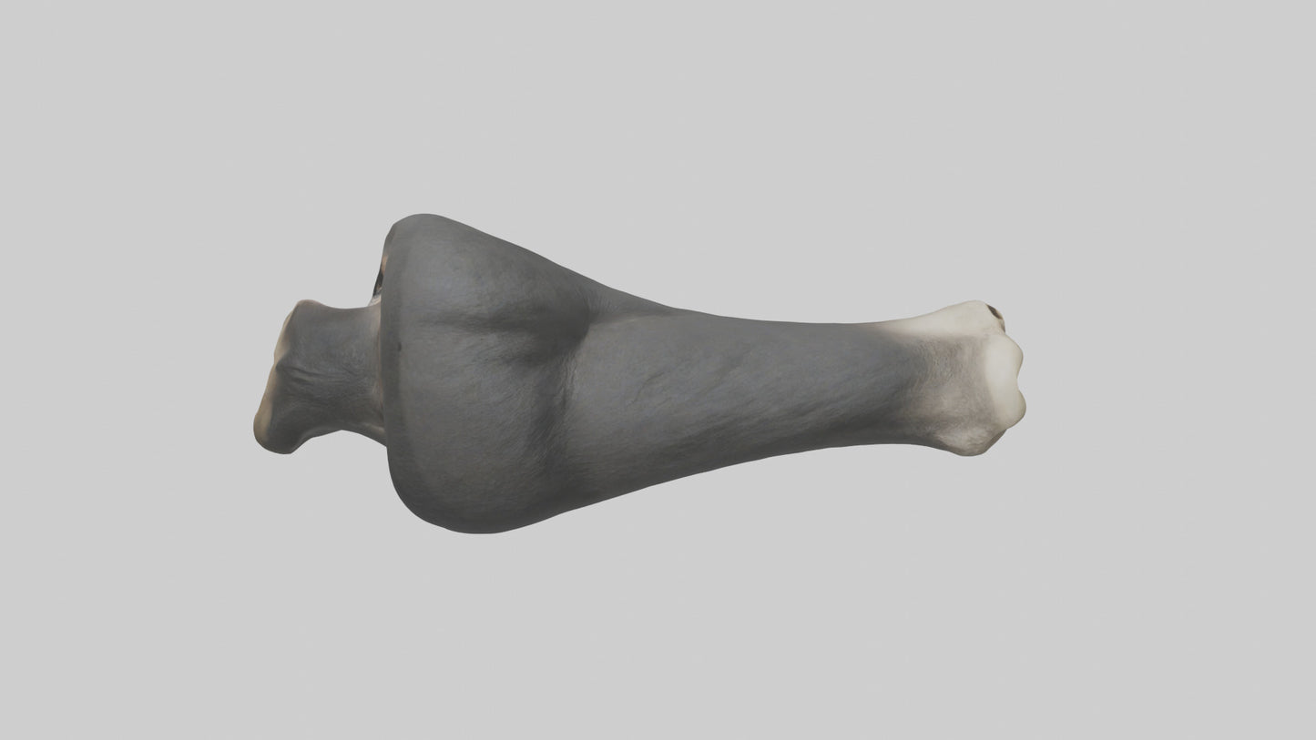 Gorilla Femur 3D model
