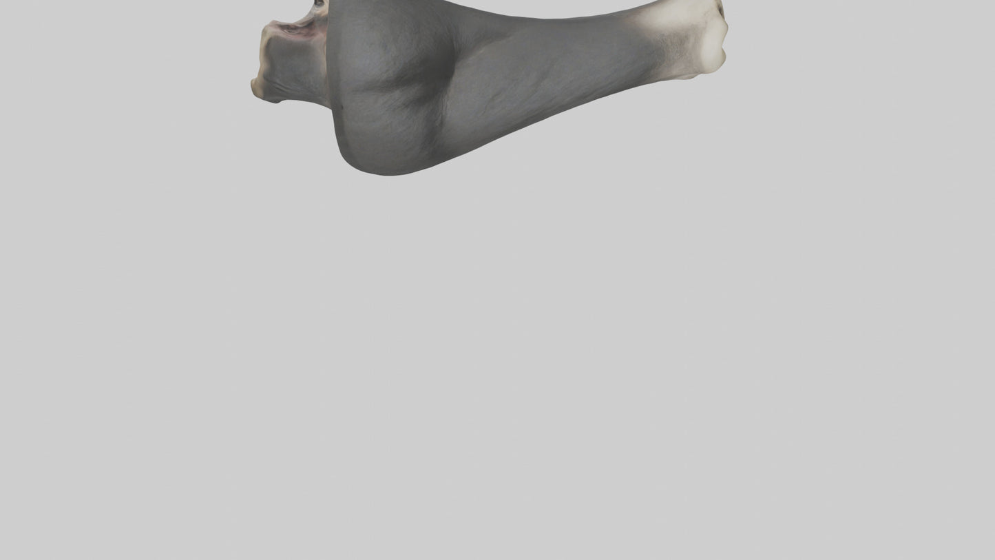 Gorilla Femur 3D model