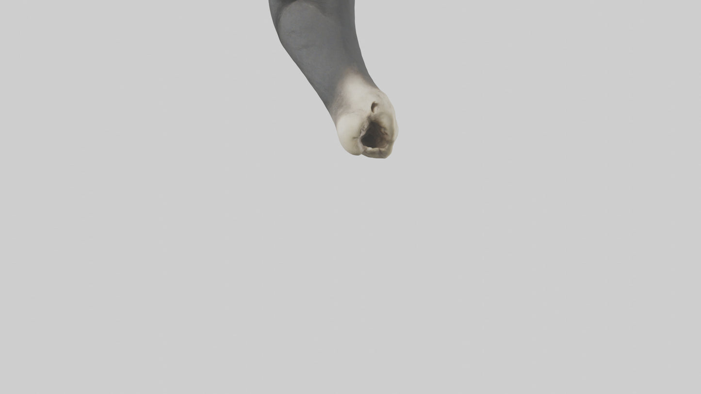 Gorilla Femur 3D model