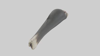 Gorilla Femur 3D model