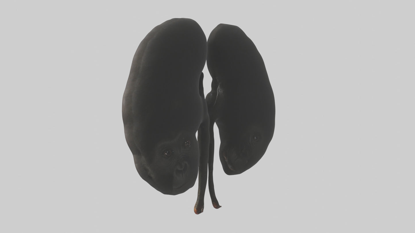3D model Gorilla Kidneys VR / AR / low-poly