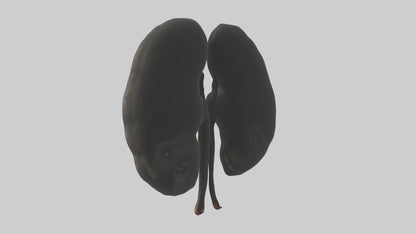 3D model Gorilla Kidneys VR / AR / low-poly