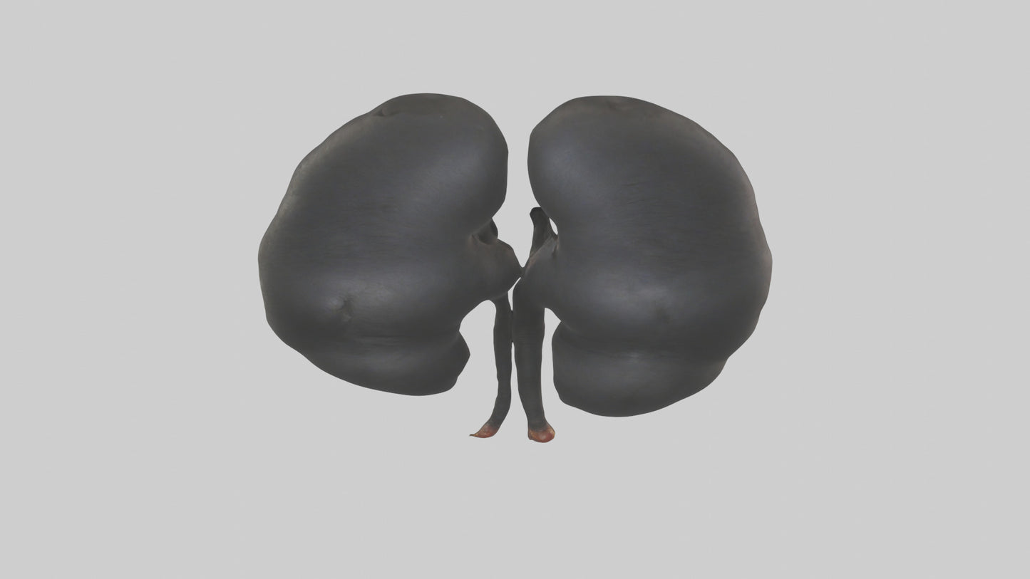 3D model Gorilla Kidneys VR / AR / low-poly