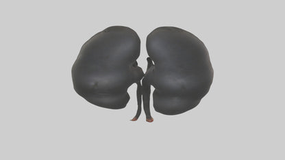 3D model Gorilla Kidneys VR / AR / low-poly