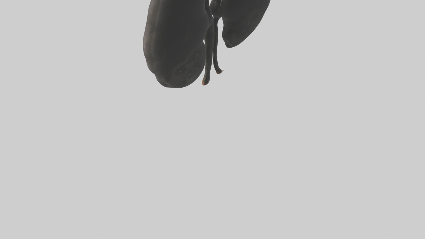 3D model Gorilla Kidneys VR / AR / low-poly