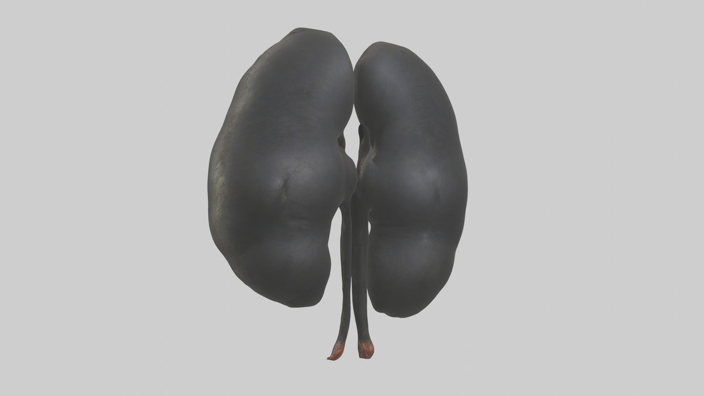 3D model Gorilla Kidneys VR / AR / low-poly