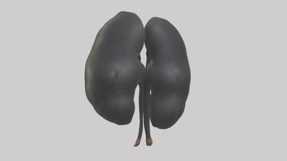 3D model Gorilla Kidneys VR / AR / low-poly