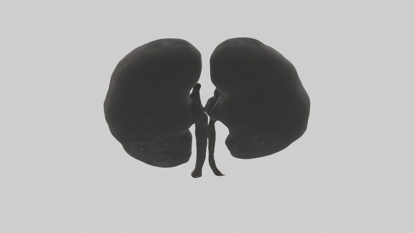 3D model Gorilla Kidneys VR / AR / low-poly
