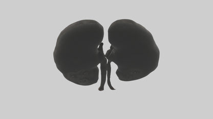 3D model Gorilla Kidneys VR / AR / low-poly