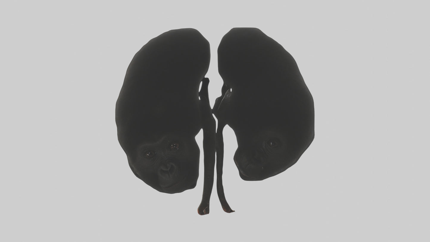 3D model Gorilla Kidneys VR / AR / low-poly