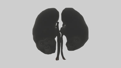 3D model Gorilla Kidneys VR / AR / low-poly