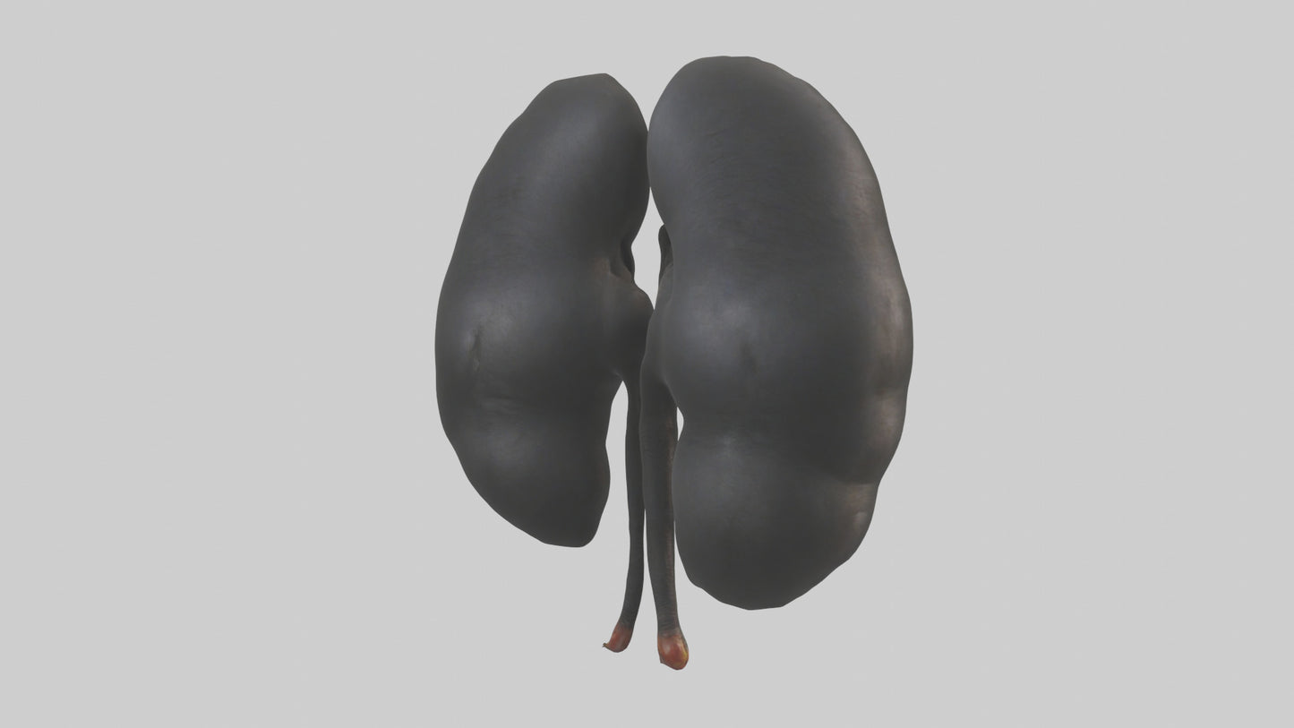 3D model Gorilla Kidneys VR / AR / low-poly