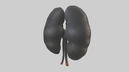 3D model Gorilla Kidneys VR / AR / low-poly