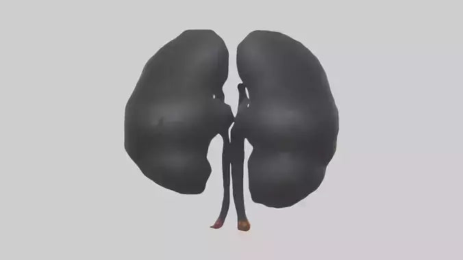 3D model Gorilla Kidneys VR / AR / low-poly