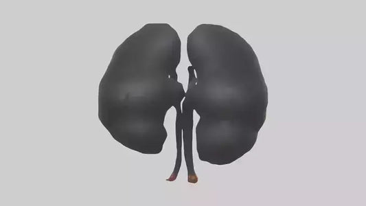 3D model Gorilla Kidneys VR / AR / low-poly