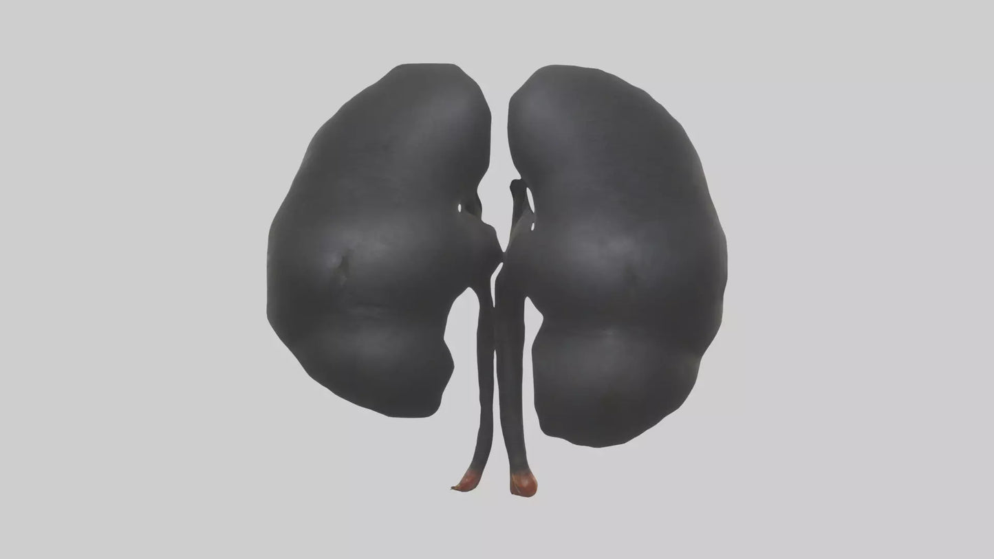 3D model Gorilla Kidneys VR / AR / low-poly
