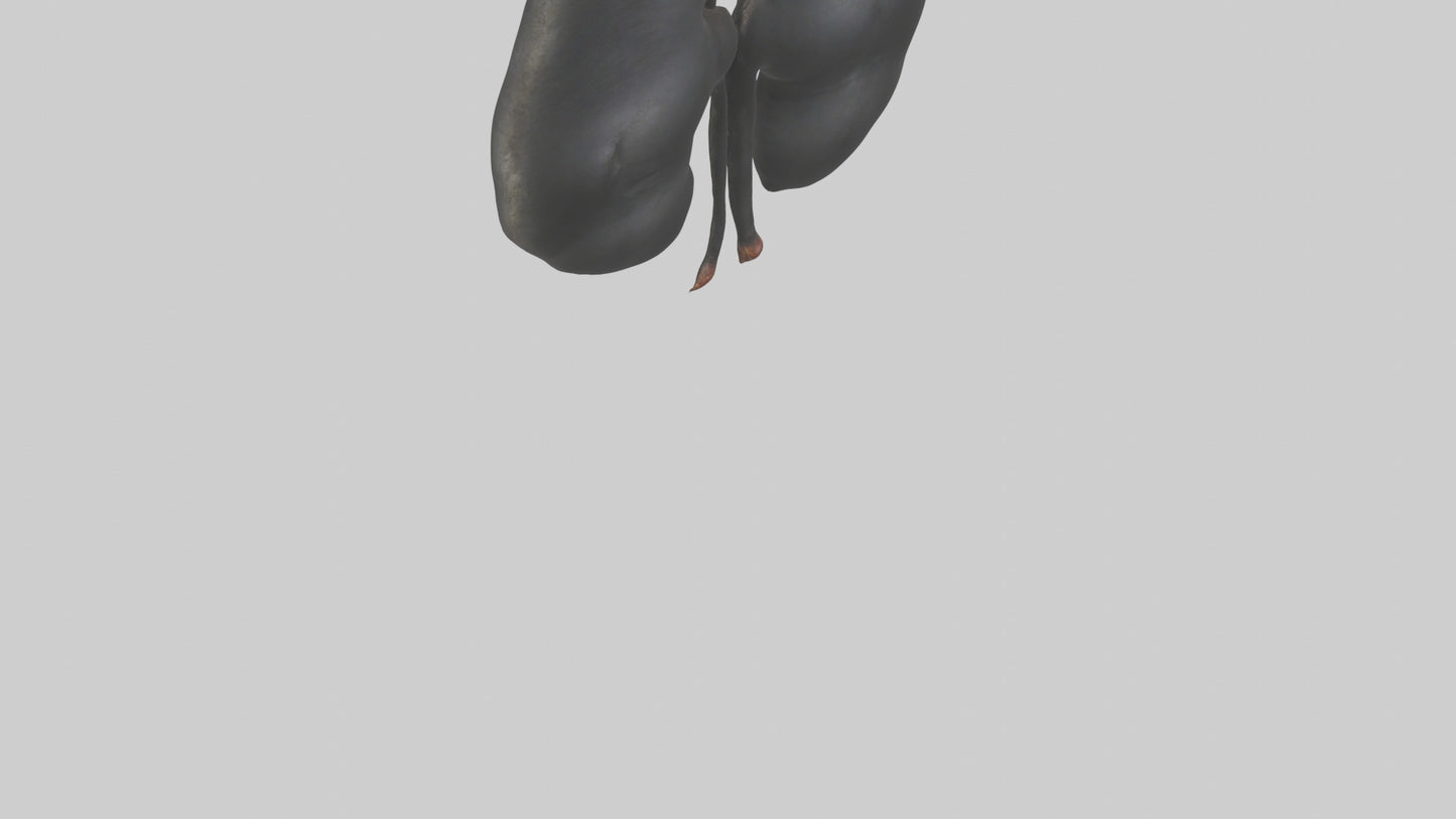 3D model Gorilla Kidneys VR / AR / low-poly