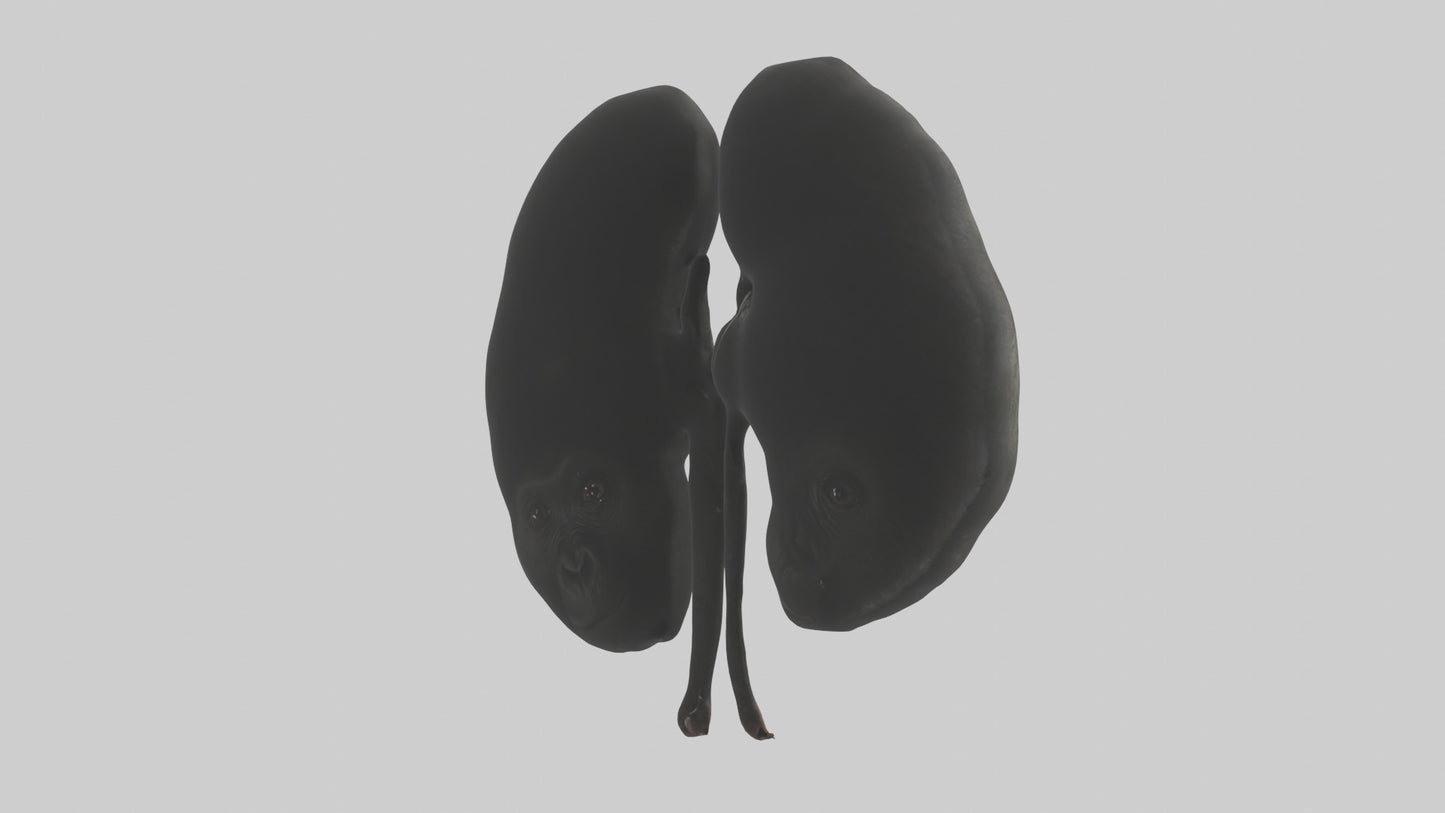 3D model Gorilla Kidneys VR / AR / low-poly