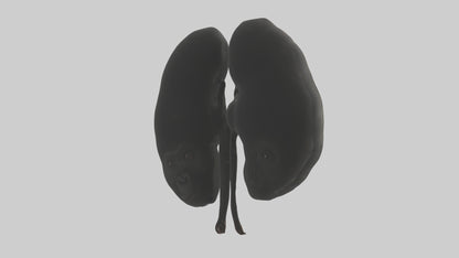 3D model Gorilla Kidneys VR / AR / low-poly
