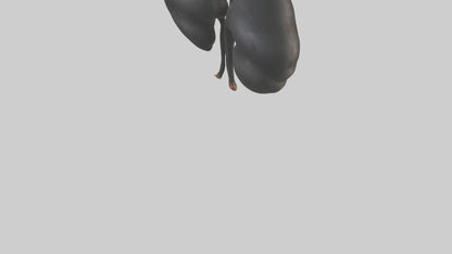 3D model Gorilla Kidneys VR / AR / low-poly