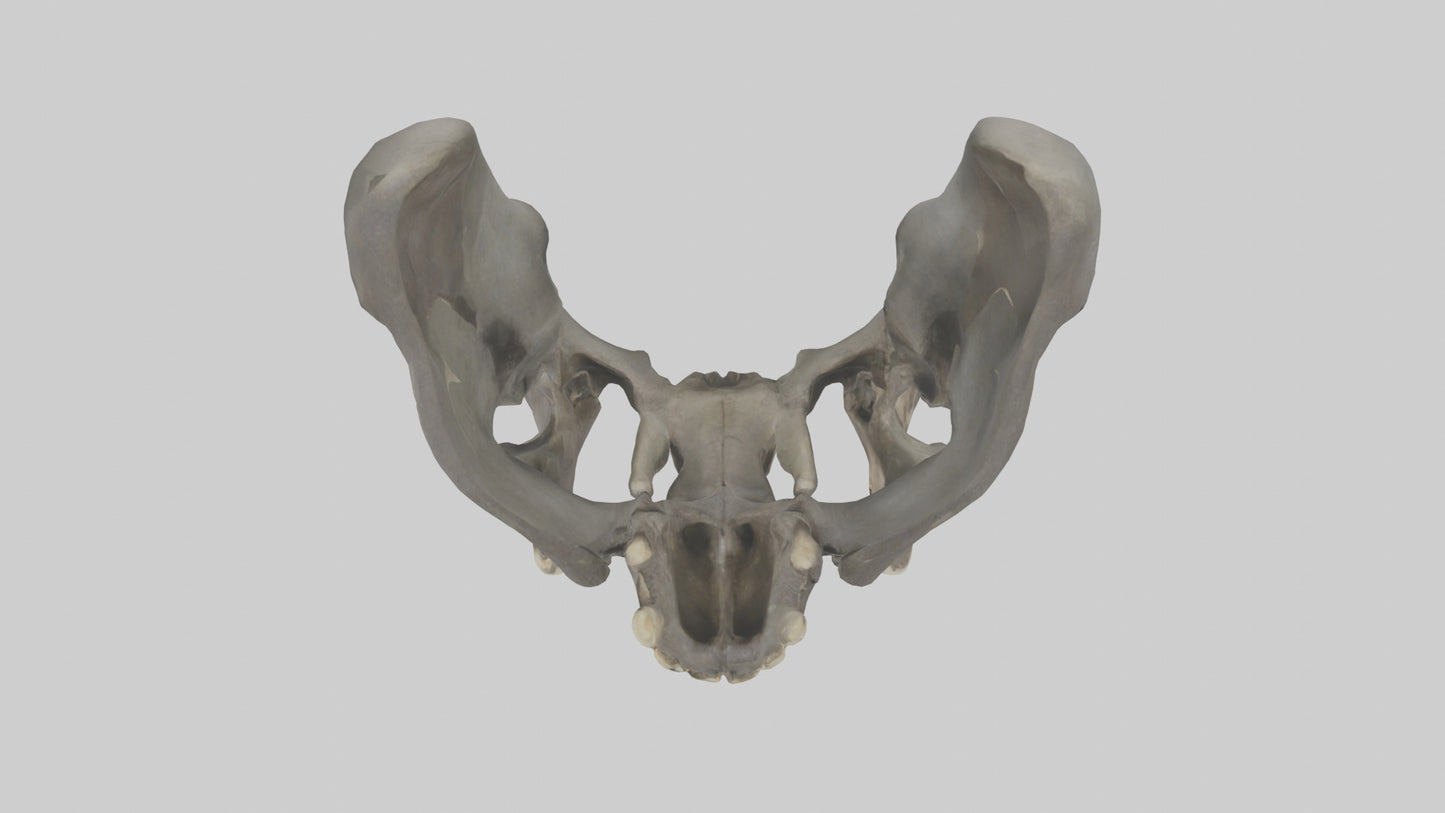 3D model Gorilla Pelvis VR / AR / low-poly