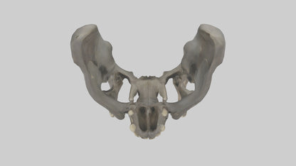 3D model Gorilla Pelvis VR / AR / low-poly