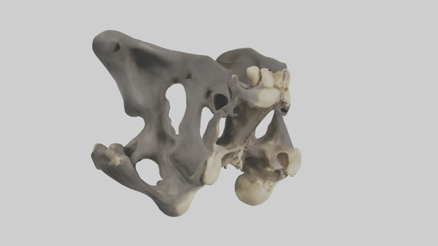 3D model Gorilla Pelvis VR / AR / low-poly