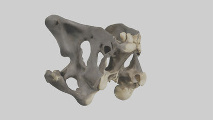 3D model Gorilla Pelvis VR / AR / low-poly