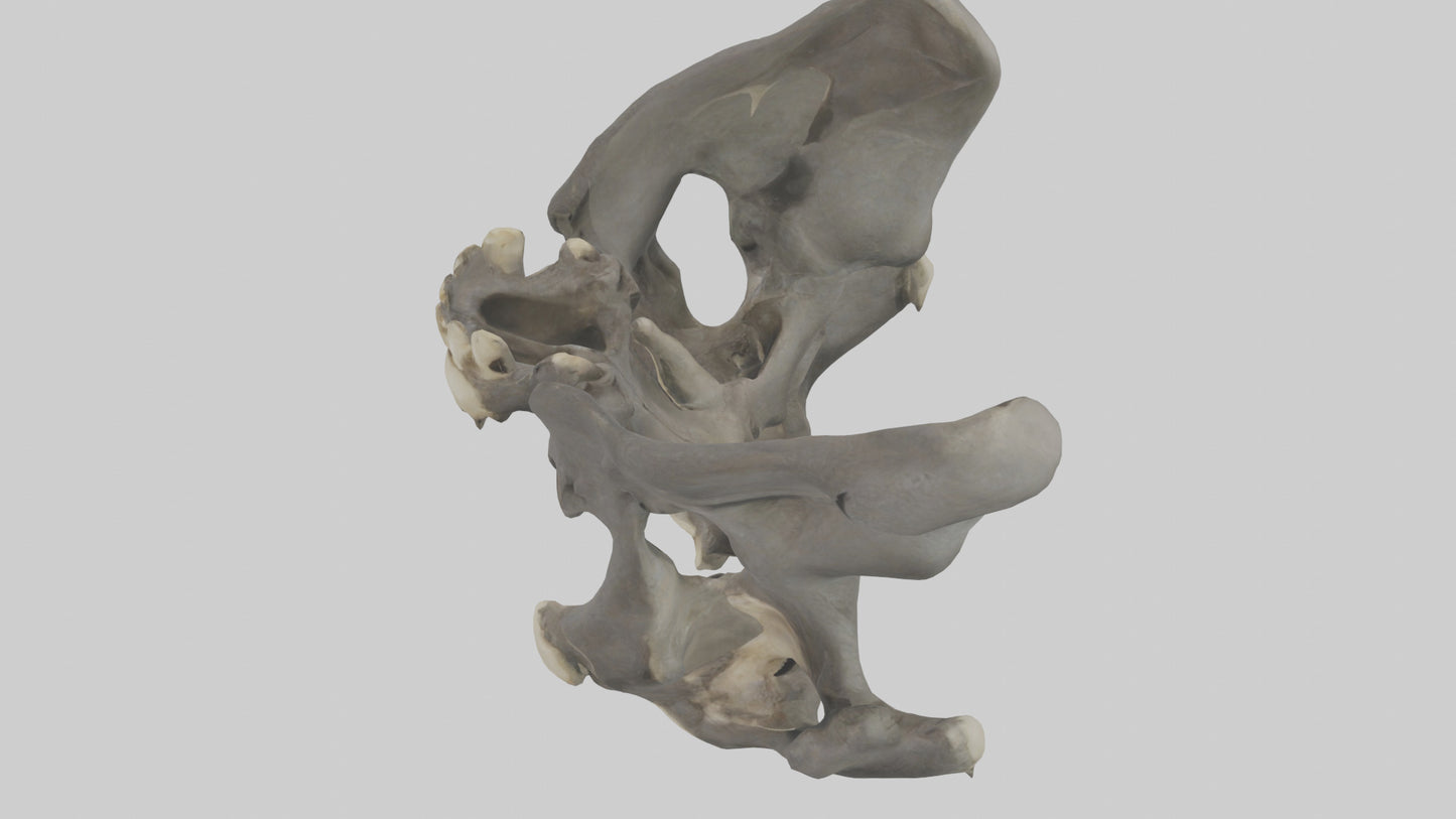 3D model Gorilla Pelvis VR / AR / low-poly