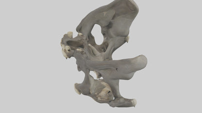 3D model Gorilla Pelvis VR / AR / low-poly