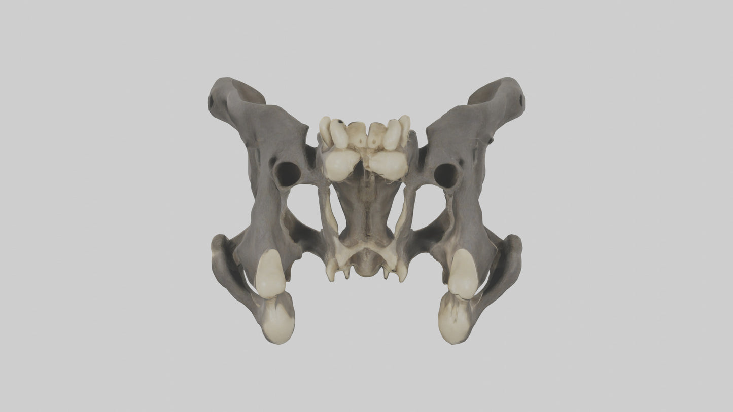 3D model Gorilla Pelvis VR / AR / low-poly