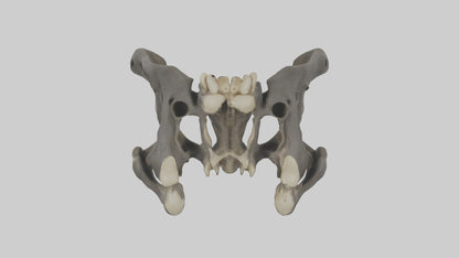 3D model Gorilla Pelvis VR / AR / low-poly