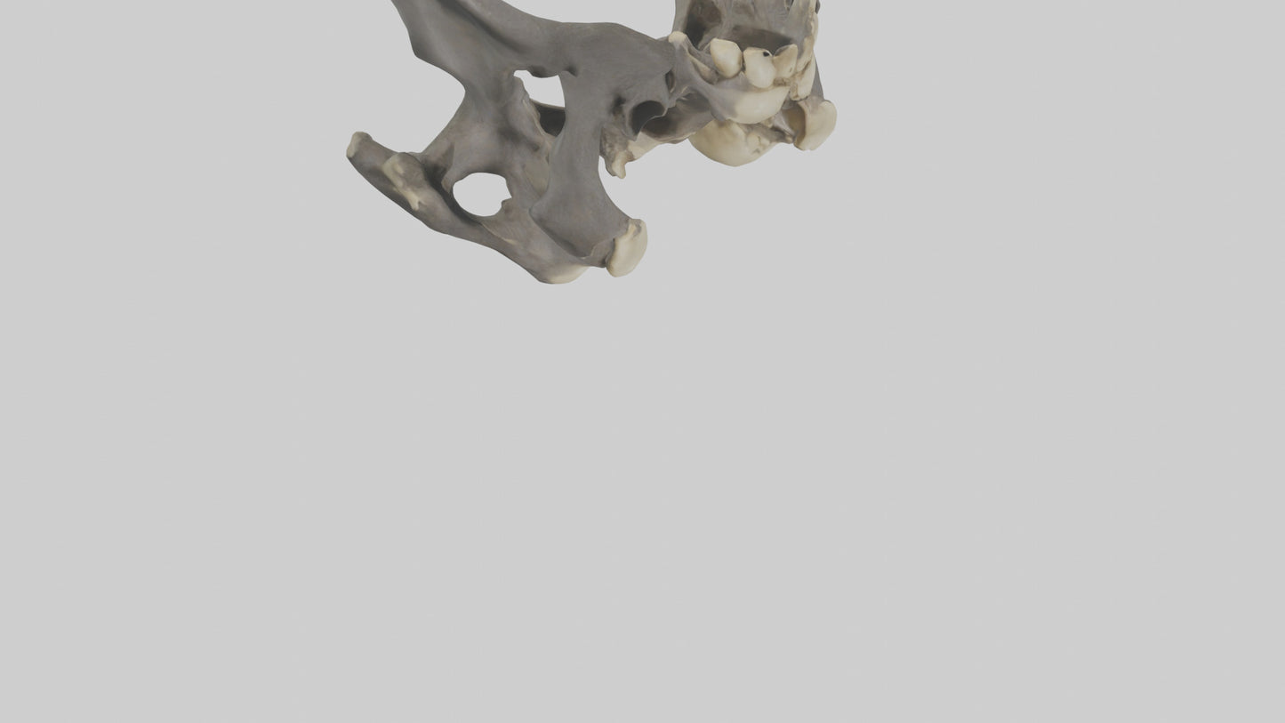 3D model Gorilla Pelvis VR / AR / low-poly