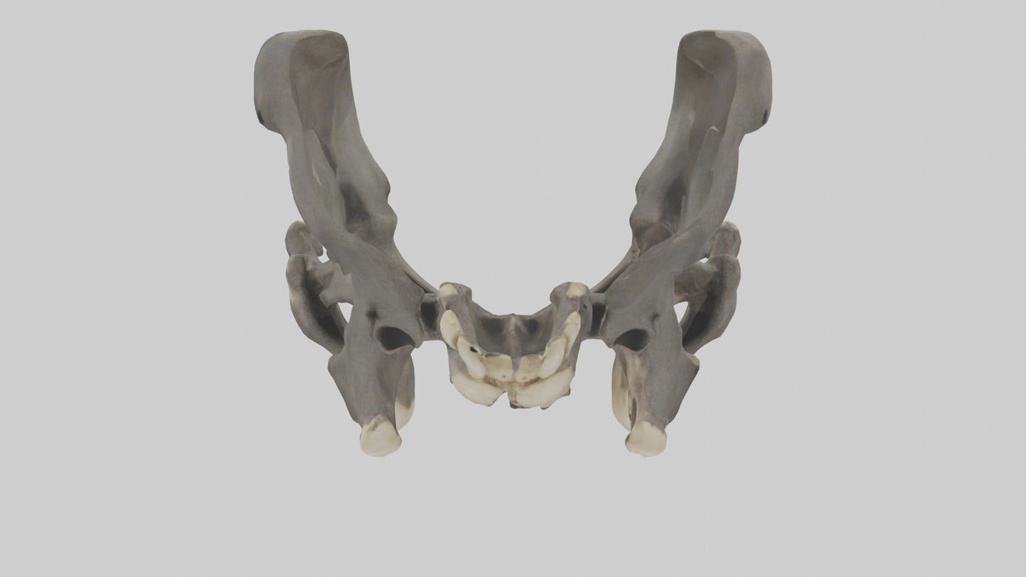 3D model Gorilla Pelvis VR / AR / low-poly