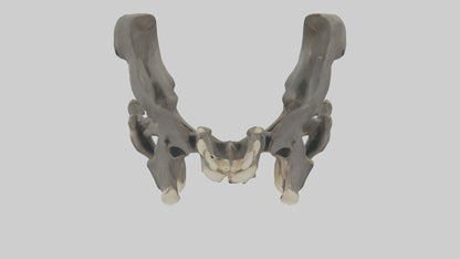 3D model Gorilla Pelvis VR / AR / low-poly