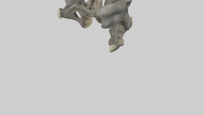 3D model Gorilla Pelvis VR / AR / low-poly