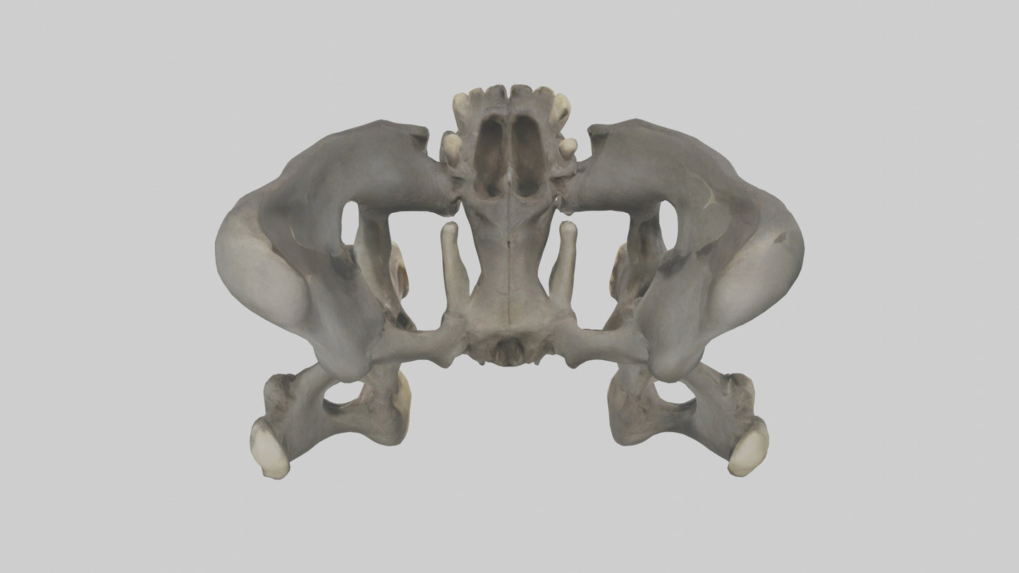 3D model Gorilla Pelvis VR / AR / low-poly