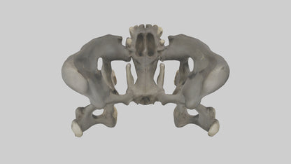 3D model Gorilla Pelvis VR / AR / low-poly