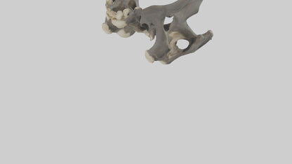 3D model Gorilla Pelvis VR / AR / low-poly