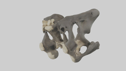 3D model Gorilla Pelvis VR / AR / low-poly