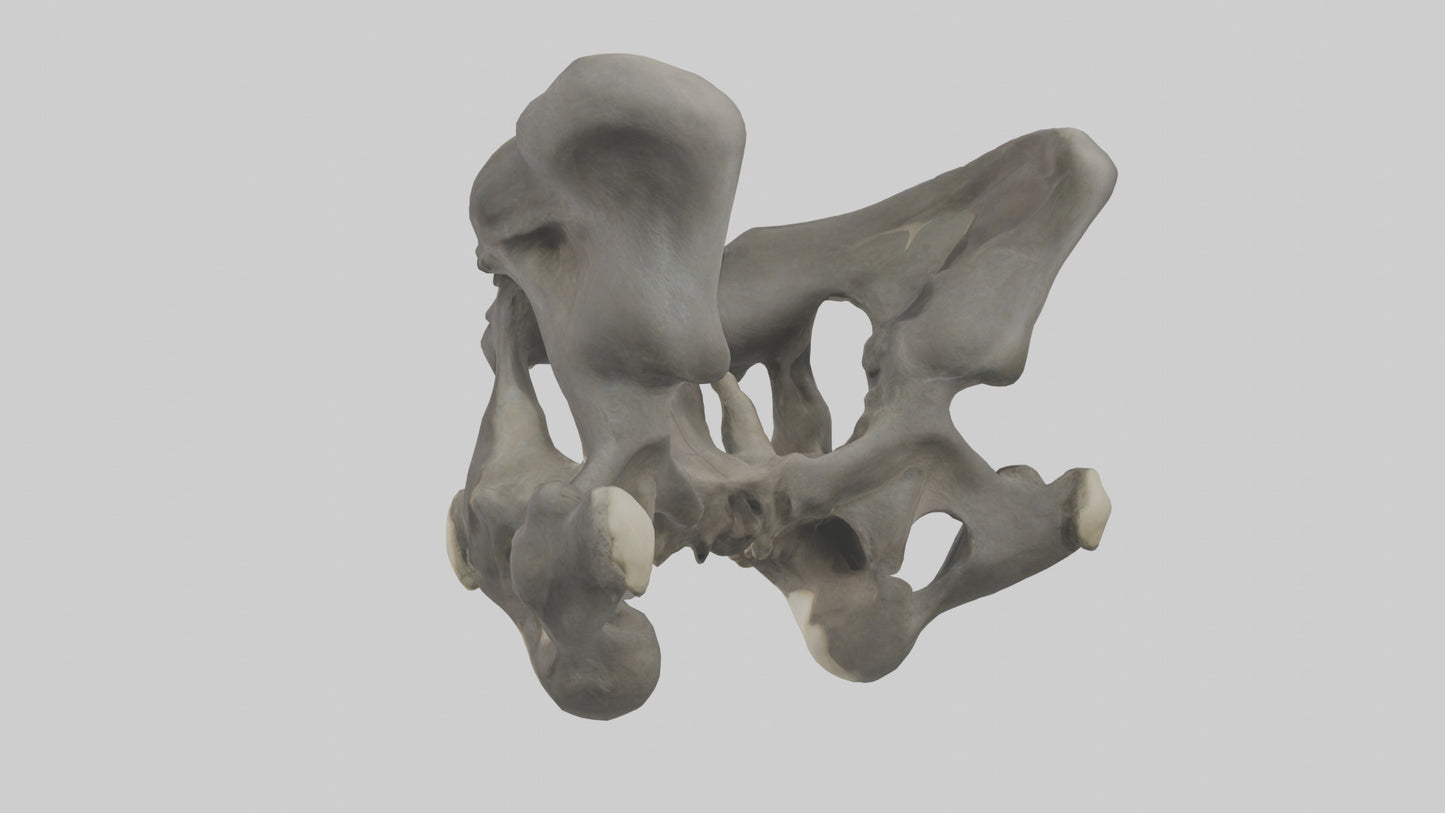 3D model Gorilla Pelvis VR / AR / low-poly