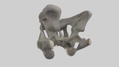 3D model Gorilla Pelvis VR / AR / low-poly