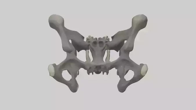 3D model Gorilla Pelvis VR / AR / low-poly