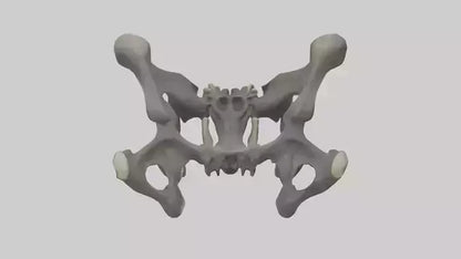 3D model Gorilla Pelvis VR / AR / low-poly