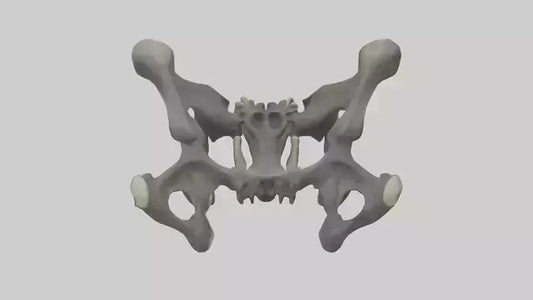 3D model Gorilla Pelvis VR / AR / low-poly