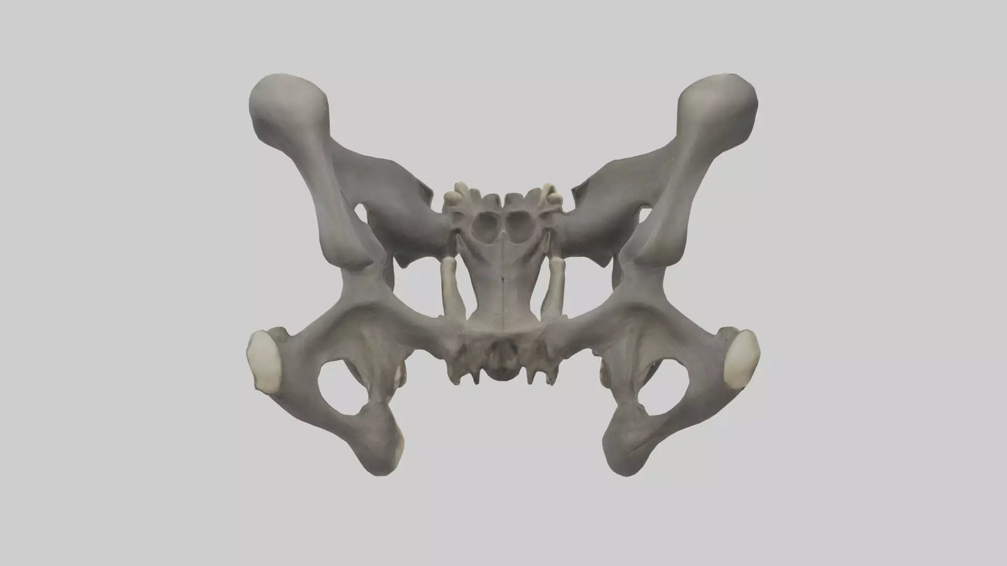 3D model Gorilla Pelvis VR / AR / low-poly