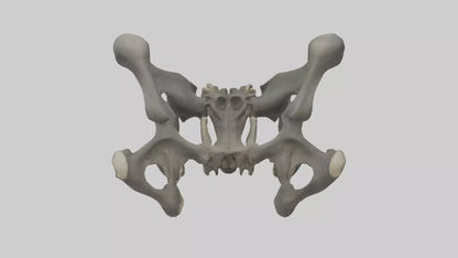3D model Gorilla Pelvis VR / AR / low-poly