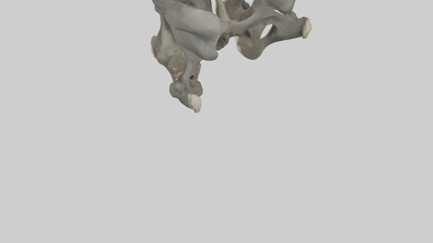 3D model Gorilla Pelvis VR / AR / low-poly