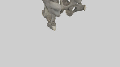 3D model Gorilla Pelvis VR / AR / low-poly
